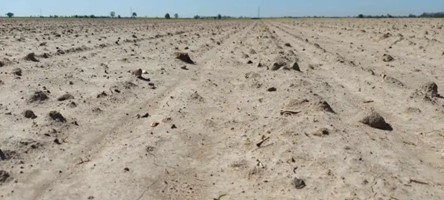 Co warto wiedzieć decydując się na przesiew plantacji?