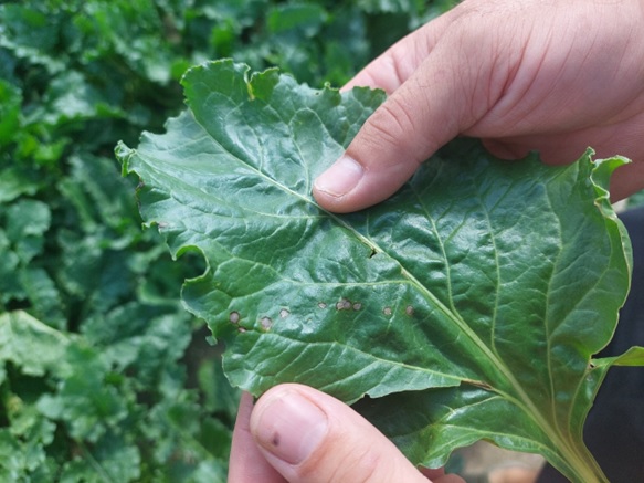 Płodozmian i właściwa agrotechnika jako element walki z chwościkiem