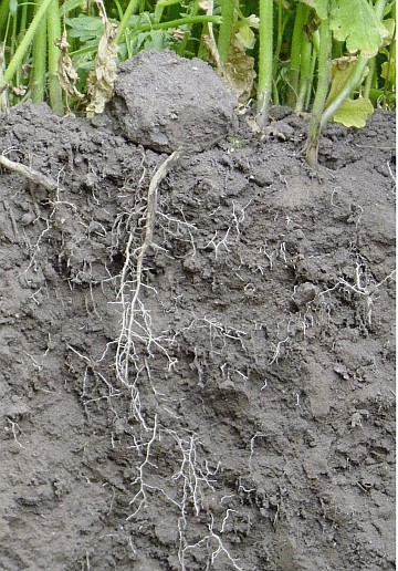 Poplony – naturalny depozyt materii organicznej i składników odżywczych